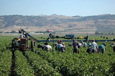 Saisonniers étrangers : l’agriculture fait désormais partie des métiers en tension dans toute la France