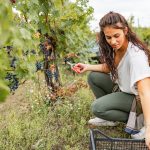 Travail le dimanche : les vendanges peuvent justifier une exception au repos hebdomadaire