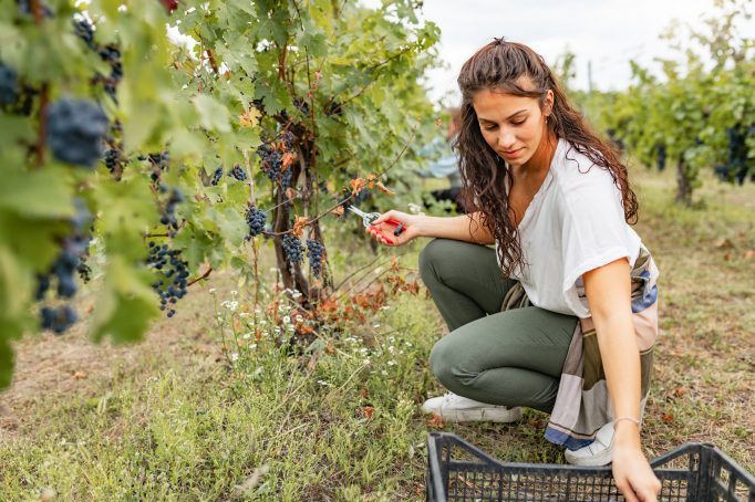 Travail le dimanche : les vendanges peuvent justifier une exception au repos hebdomadaire